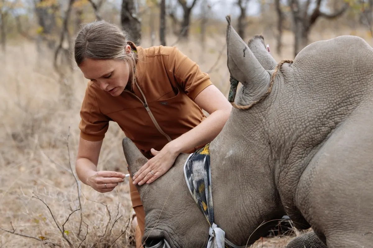 Dr Chloe Buiting working on a sedated rhino
