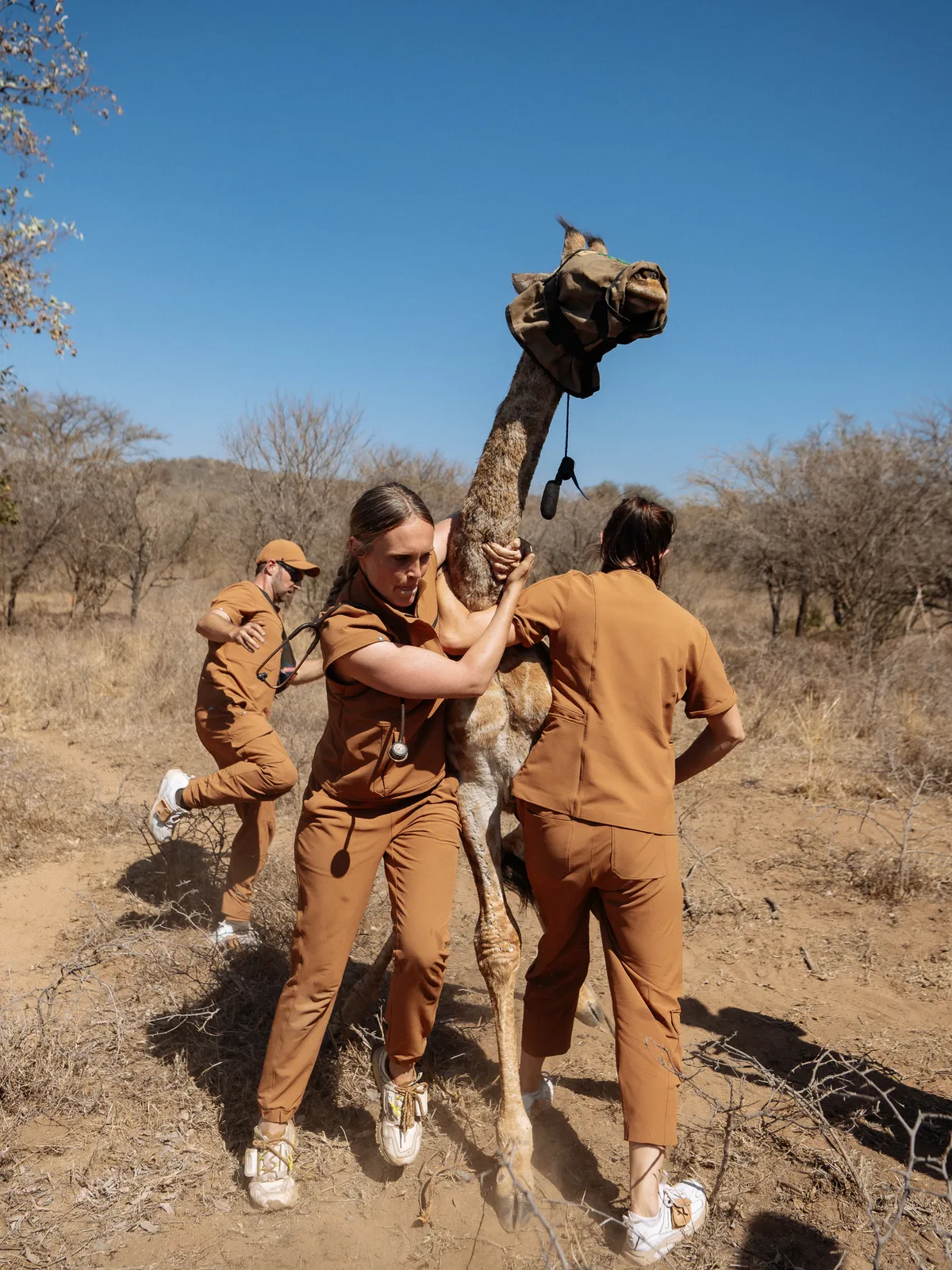 Dr Chloe Buiting steadying a giraffe during a field procedure