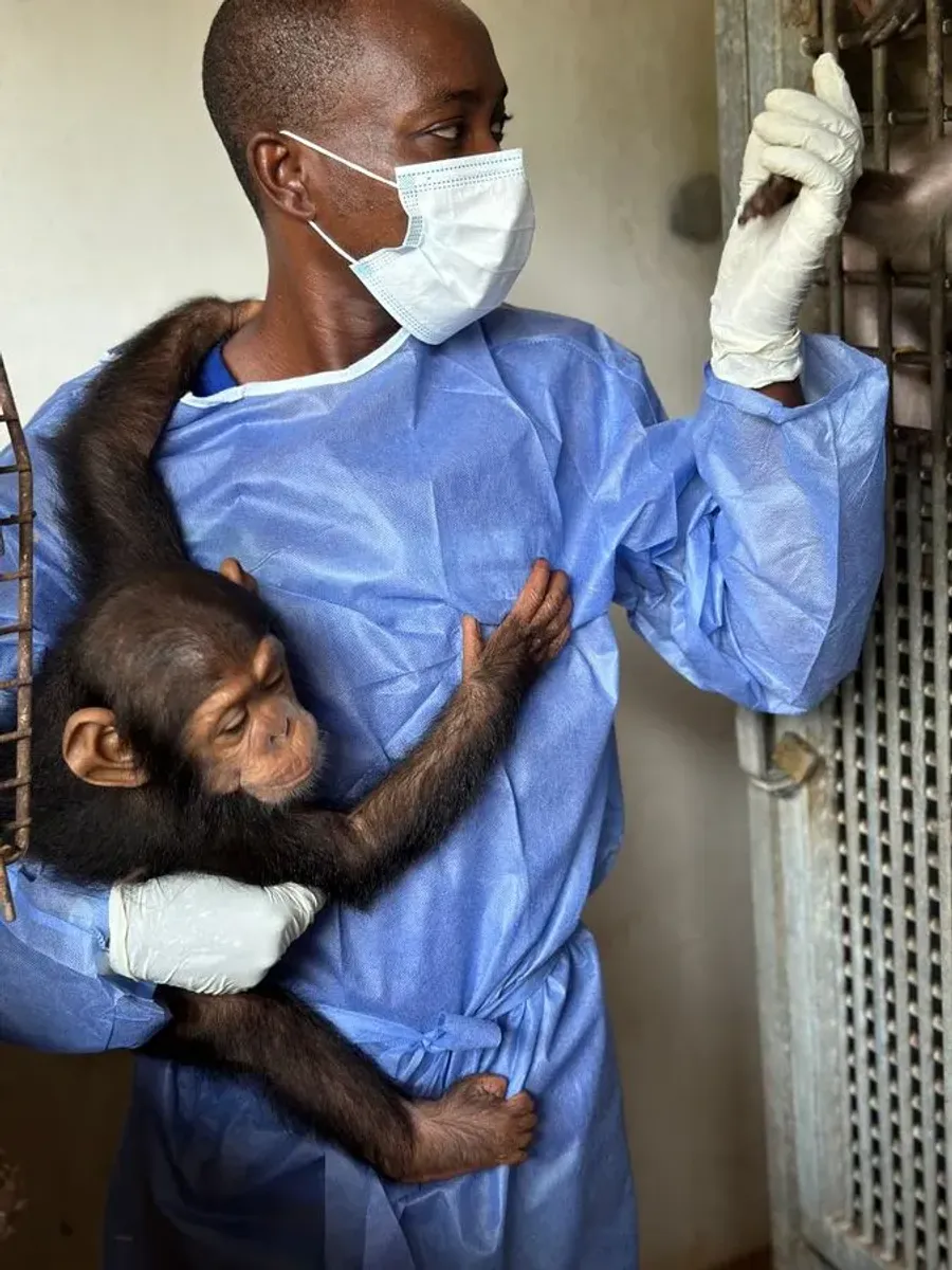 Chloe holding a baby chimpanzee