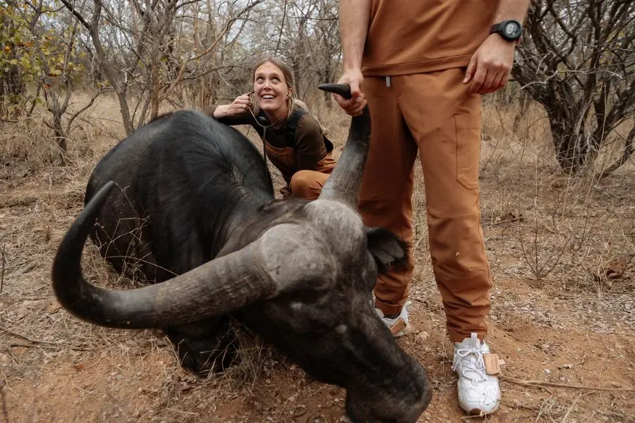 Chloe checking a sedated buffalo