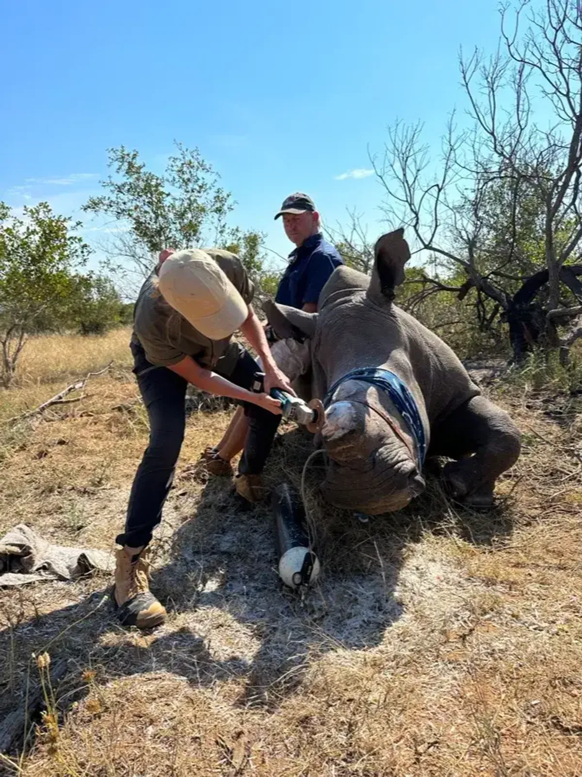 Chloe dehorning a rhino