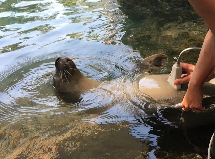 An ultrasound on a seal in the water