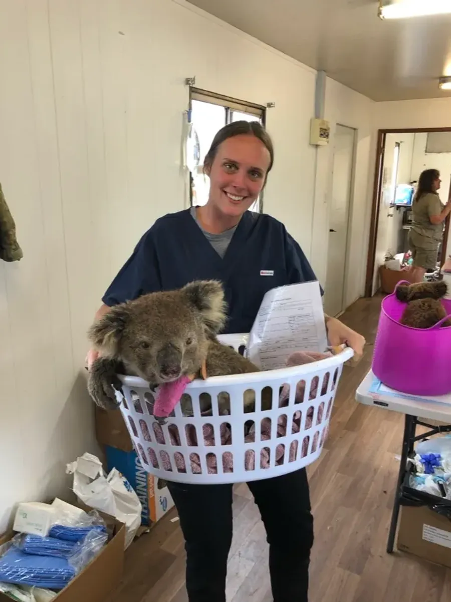 Chloe caring for a koala