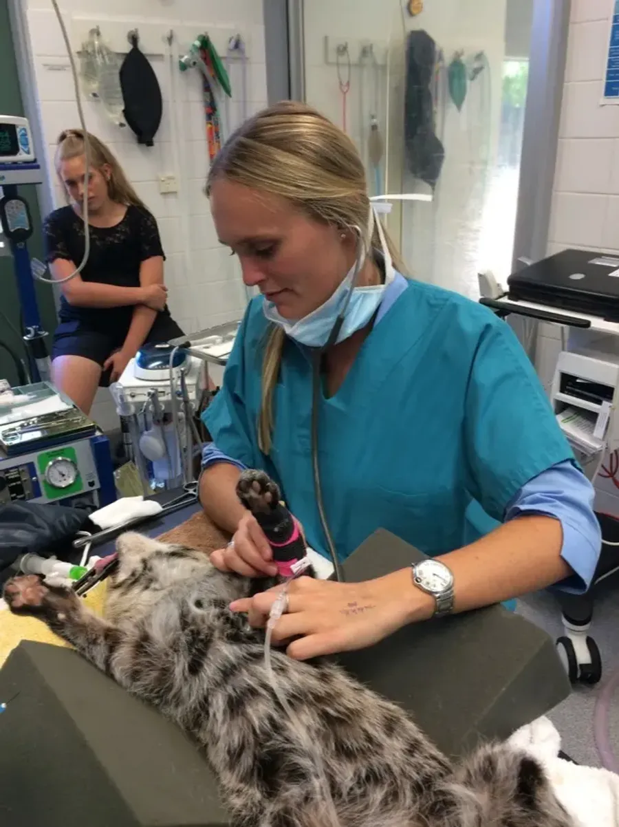 Chloe treating a fishing cat