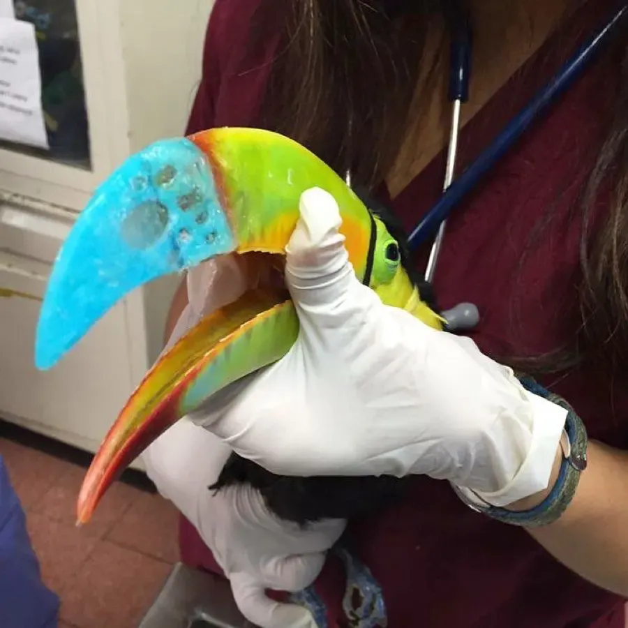 A toucan with a 3D-printed beak