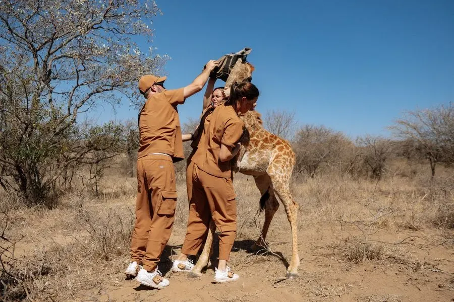 Chloe and the team holding a sedated giraffe's head