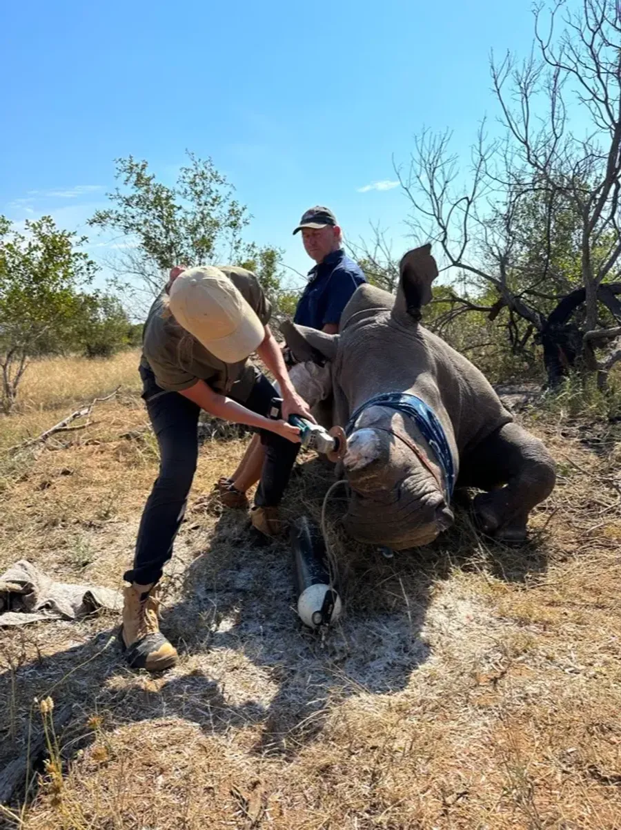 Chloe dehorning a sedated rhino