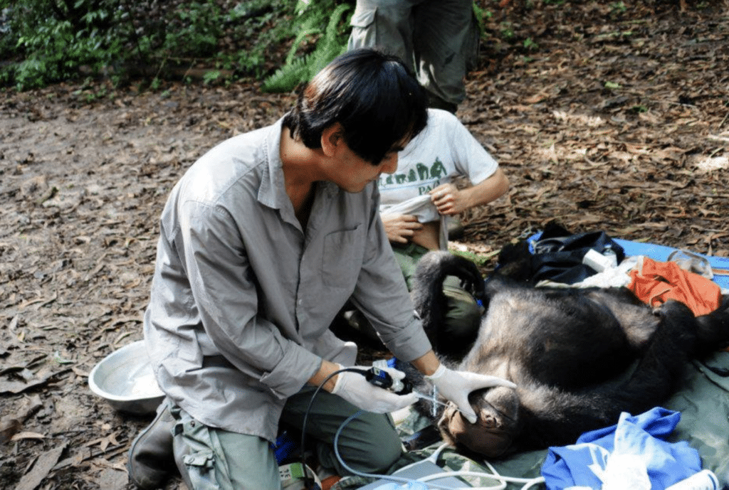 A veterinarian examines an anaesthatised wild chimpanzee in Uganda