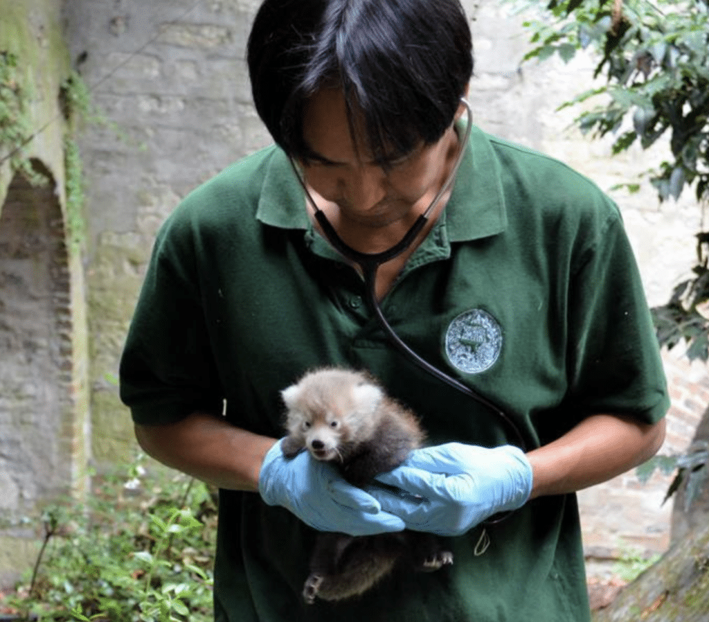 A zoo veterinarian examining a baby red panda