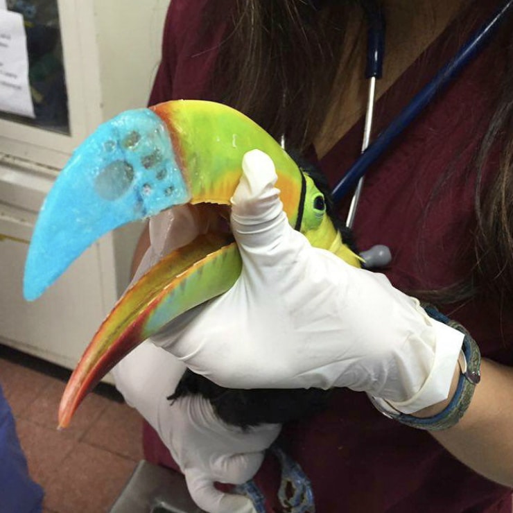 The Toucan a 3D Printed Beak - Jungle Doctor