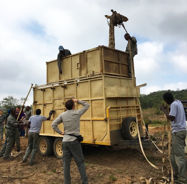 A giraffe in a trailer ready for translocation