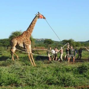 Veterinarians working in the African bush catching a wild giraffe