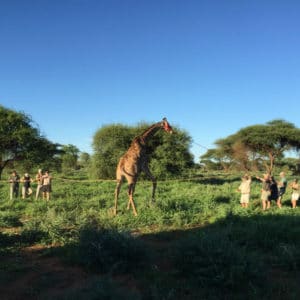 Veterinarians working in the African bush catching a wild giraffe