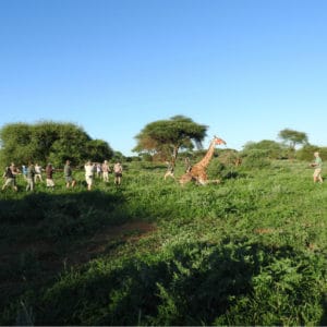 Veterinarians working in the African bush catching a wild giraffe