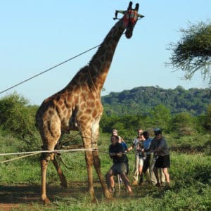 Veterinarians working in the African bush catching a wild giraffe