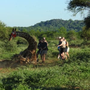 Veterinarians working in the African bush catching a wild giraffe