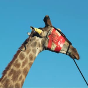 Giraffe blindfolded