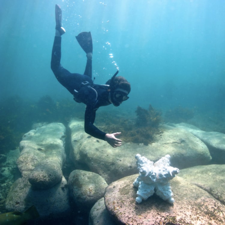 How 3D Printing Is Being Used to Save Coral Reefs - Jungle Doctor