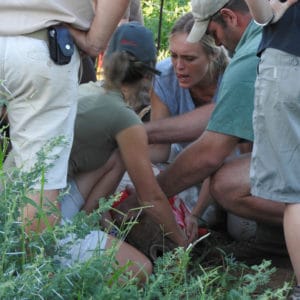 Two veterinarians sitting on a giraffes neck