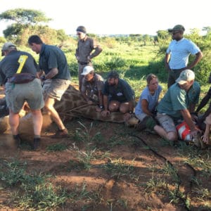 A giraffe sedated on the ground with wildlife veterinarians around